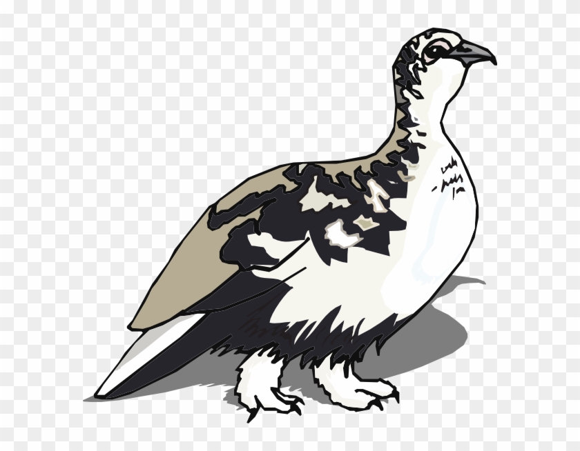 White Tailed Ptarmigan Clipart #1268430