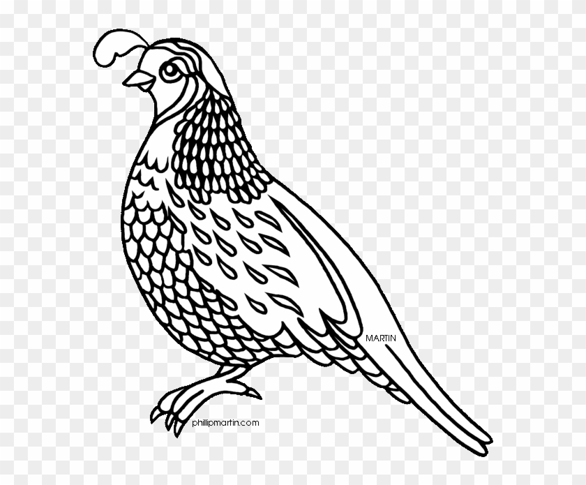 Quail Clipart Quail Bird Pencil And In Color Quail - Quail Clipart Black And White #1268435