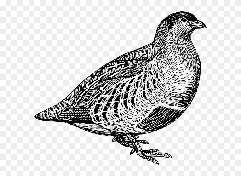 flying quail clipart