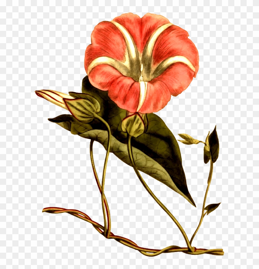 Medium Image - Lily #1268578