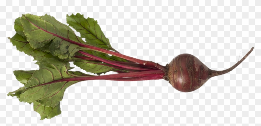 Beet Png Picture - Beets With Roots #1268742