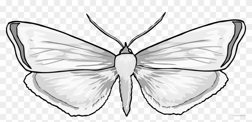 Butterfly Animal Free Black White Clipart Images Clipartblack - Aporia #1269175
