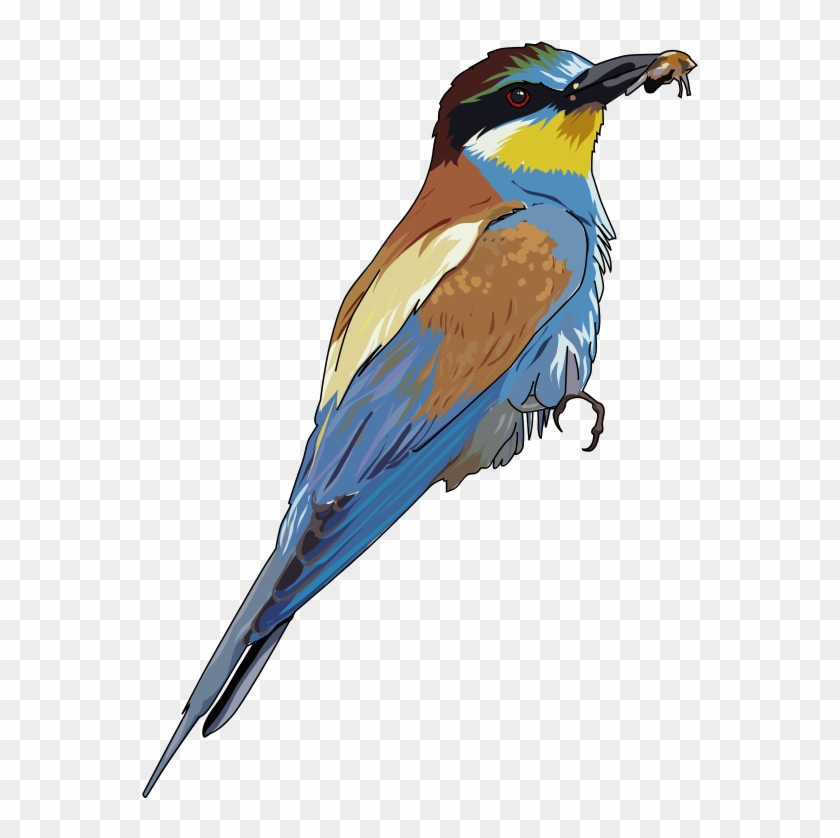 Free Clipart European Bee Eater Enolynn - Bee Eater Clipart #1269218