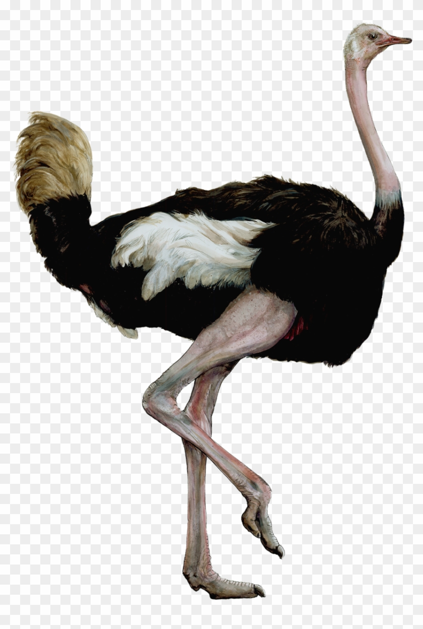 Ostrichsmaller - Bird #1269265