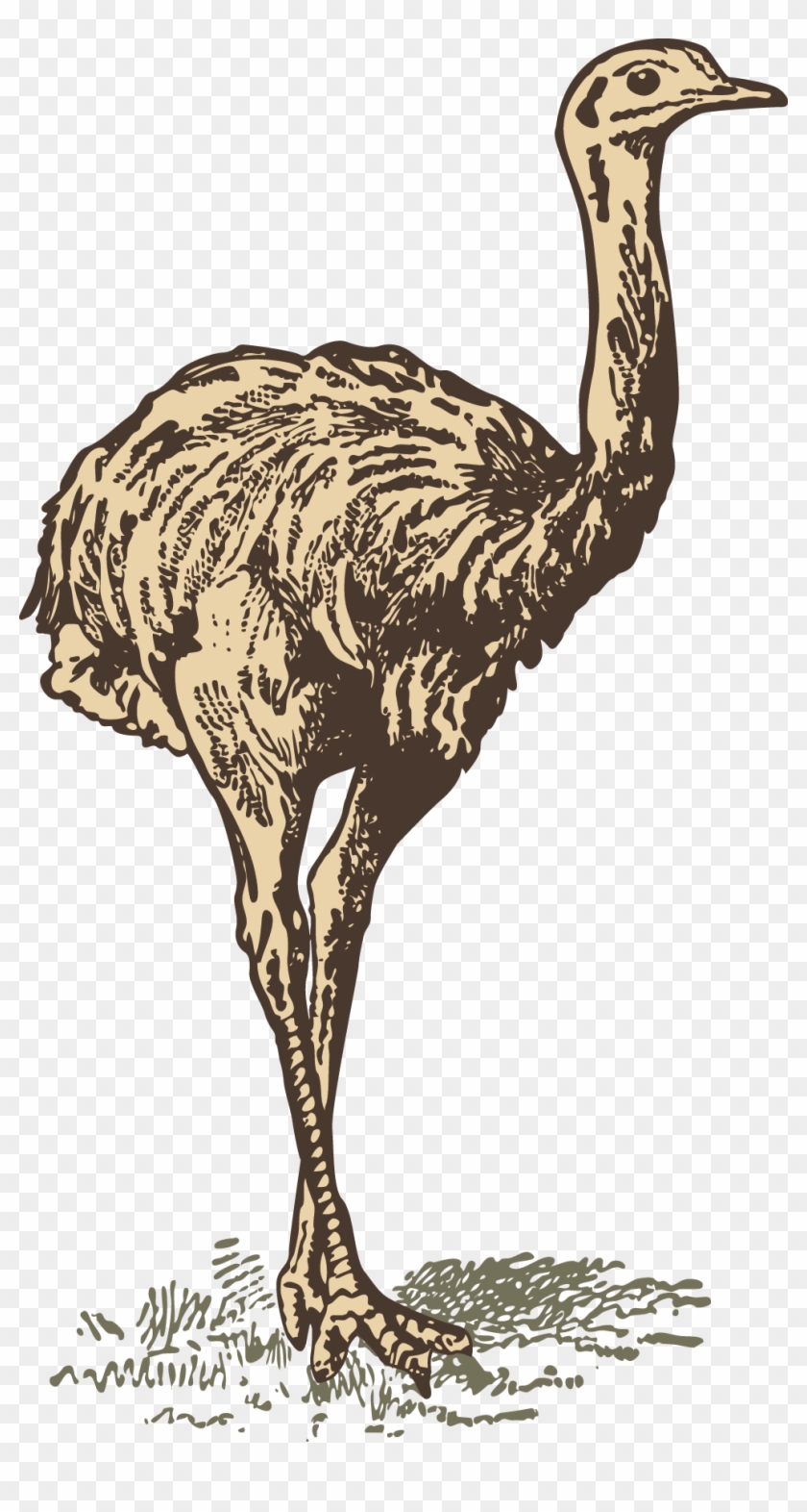 Common Ostrich Download Drawing - Common Ostrich #1269271