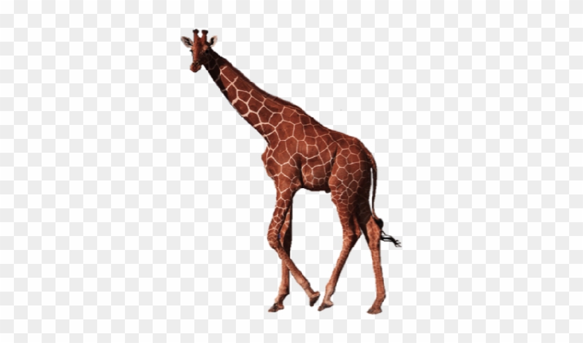 Giraffe - Ostrich - Pig #1269278