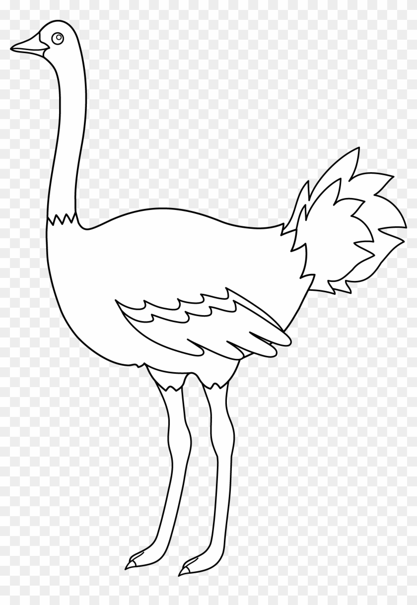 Ostrich Clipart Coloring Page - Ostrich Png Clipart Black And White #1269294