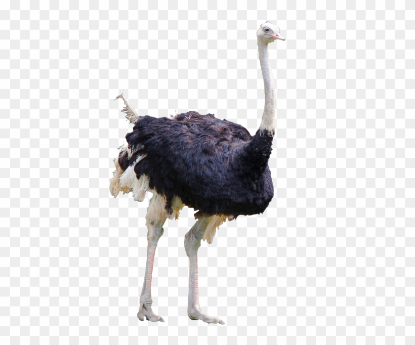 Ostrich Meal - Ostrich #1269300