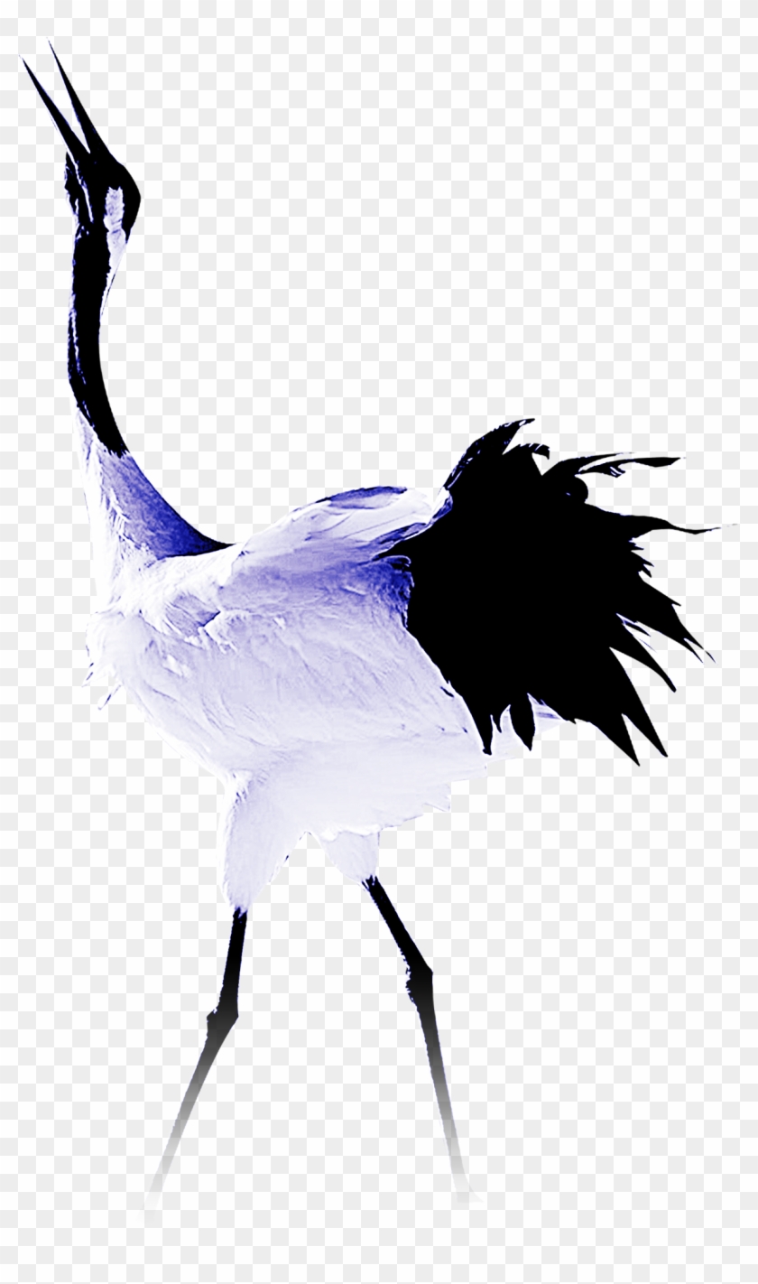 Common Ostrich Crane Bird Feather - Design #1269309