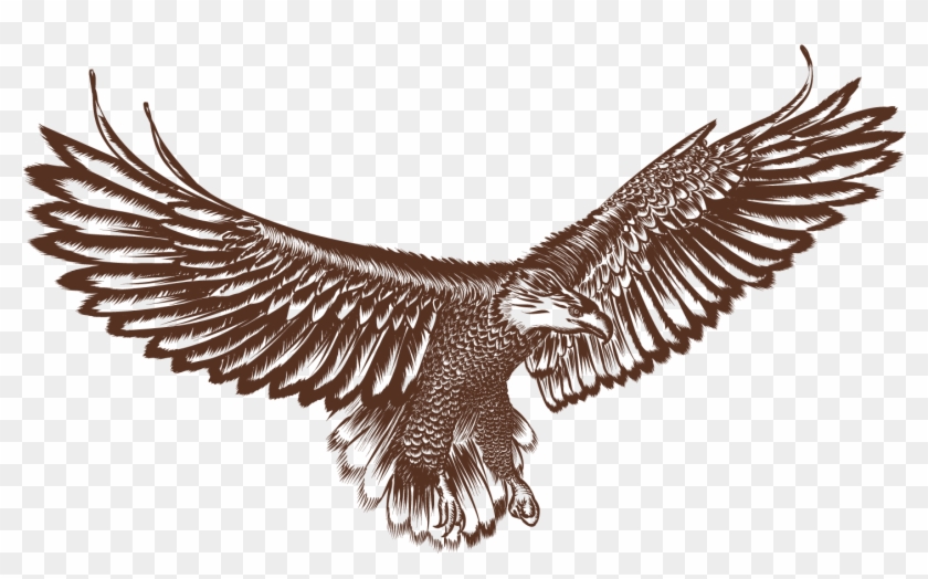 Bald Eagle Hawk Bird - Eagle #1269330