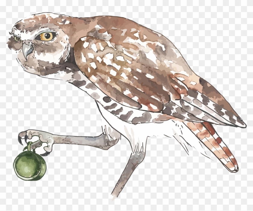 Owl Watercolor Painting - Eastern Screech Owl #1269342
