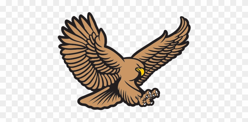Bald Eagle Hawk Royalty-free - Hawk #1269351