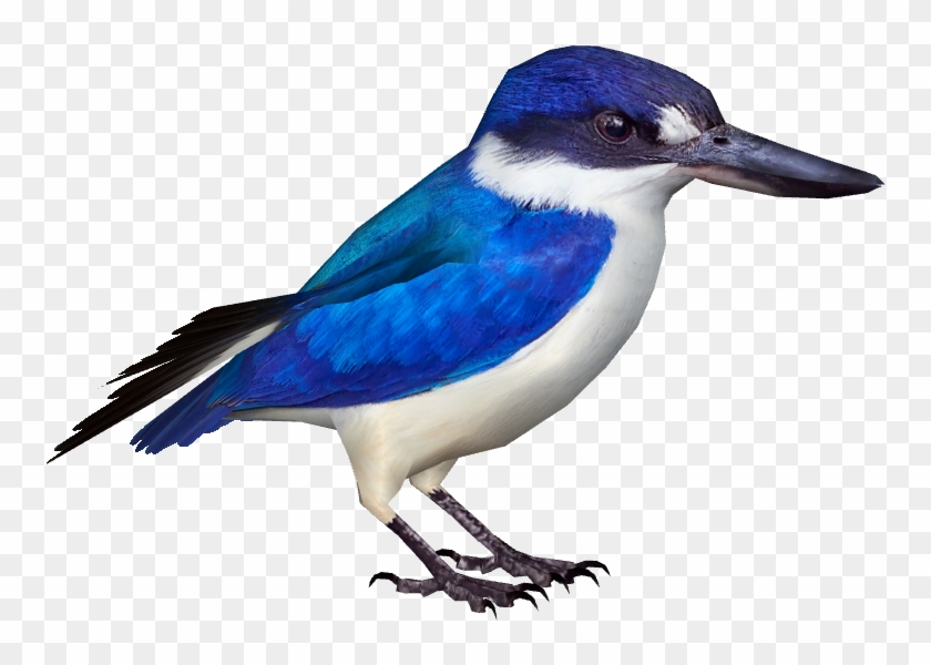 Forest Kingfisher - Blue Jay #1269368