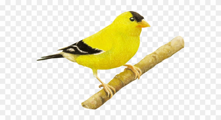 Goldfinch Clipart Golden Bird - Certified Public Accountant #1269694