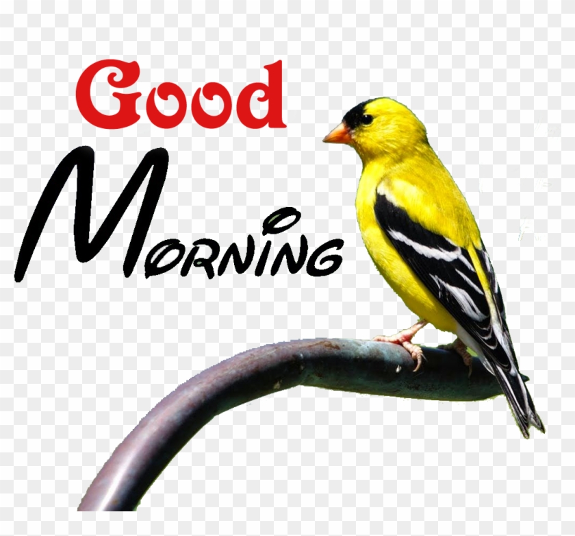 Good Morning Png Transparent Images - Good Morning Png Transparent #1269706