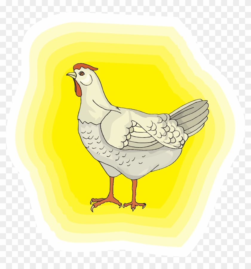 Chicken Bird White Feathers Png Image - Correspondant À La Santé Des Poulet #1270748
