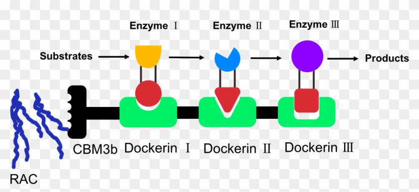 We Have Optimized The Protein Scaffold Sequence And - Diagram #1271348