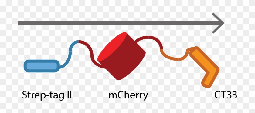 T Tu Eindhoven Ctsmv2 - Cherry Lodge Cancer Care #1271445