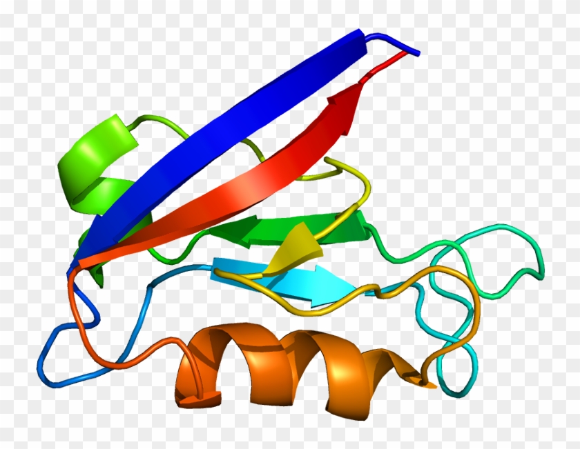 Sap97 Protein #1271448