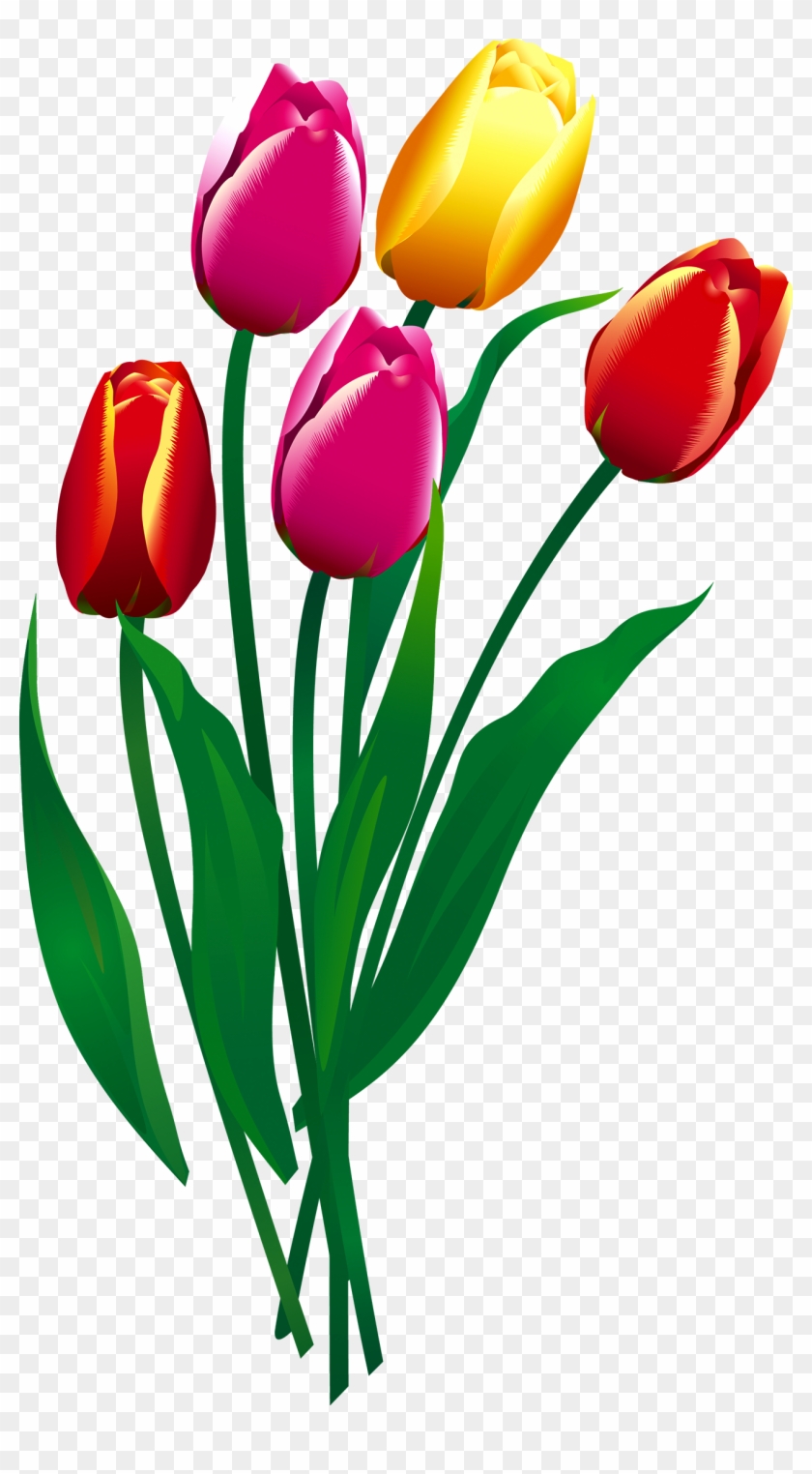 Tulip Flower - Tulip - Sprenger's Tulip #1271484