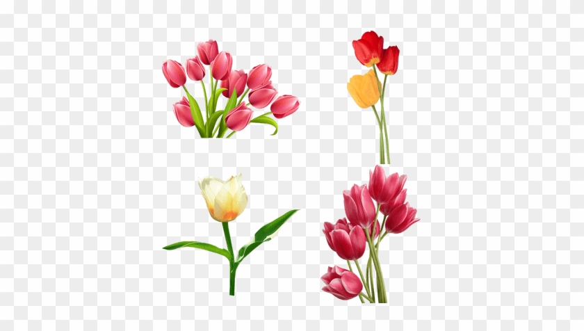Tulip - Tulip Png #1271487