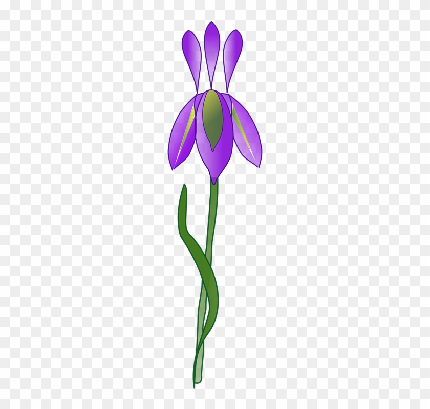 Iris Versicolor Iris Flower Data Set Clip Art - Iris Flower Vector Png #1271491