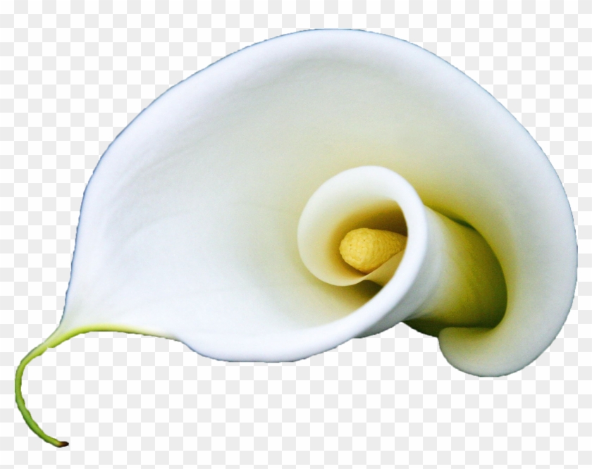 Arum Lily Flower White Lilium A Blooming White Calla - Lily Curl Flower Iphone 7 Plus Phone Case #1271533