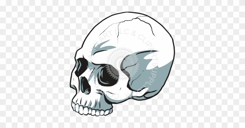 Skull Clipart Looking Left #1273716