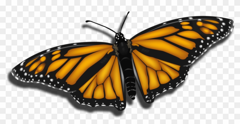 Gradient Mesh Butterfly By Suicidebuttons - Monarch Butterfly #1273906