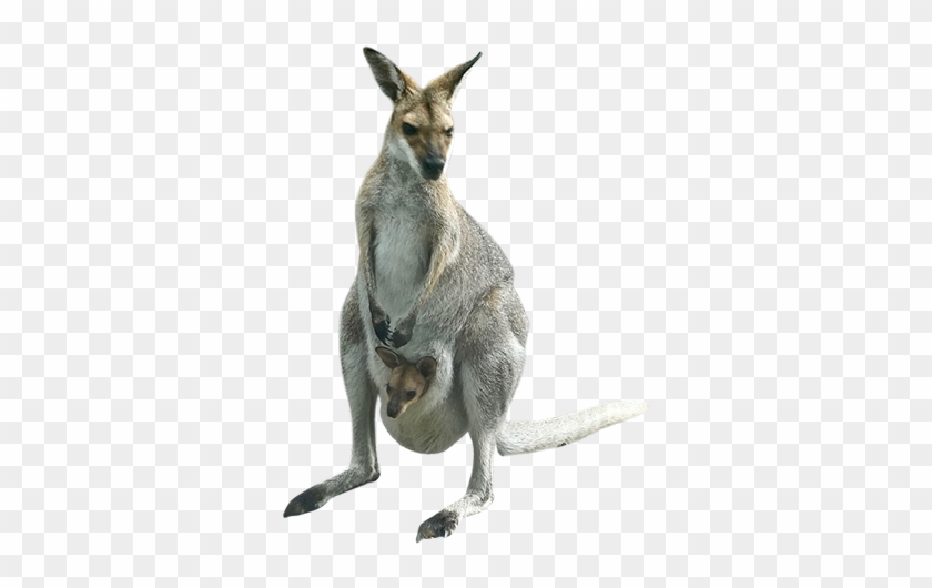 Kangaroo #1275594