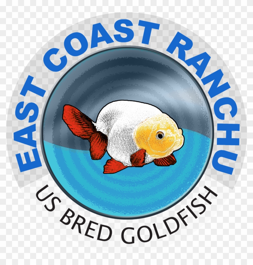 East Coast Ranchu #1275953