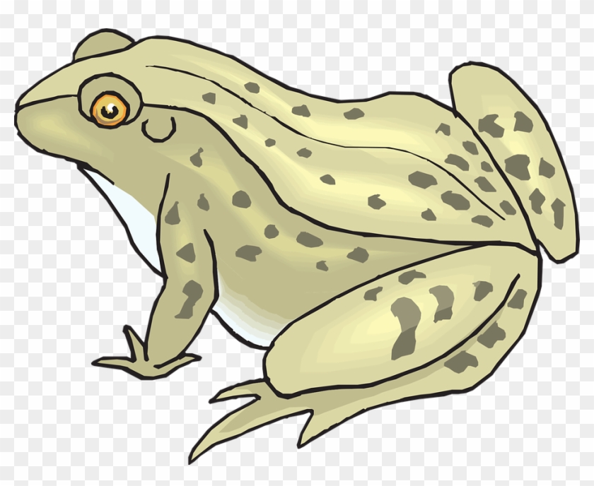 Collection Of Funny Toad Cliparts - Frog Toad Clipart #1276127