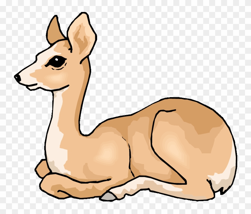 Mammal Clipart Forest Wildlife - Deciduous Forest Animals Clipart - Free Transparent PNG Clipart Images Download Mammal Clipart Forest Wildlife - Deciduous Forest Animals Clipart - Free Transparent PNG Clipart Images Download