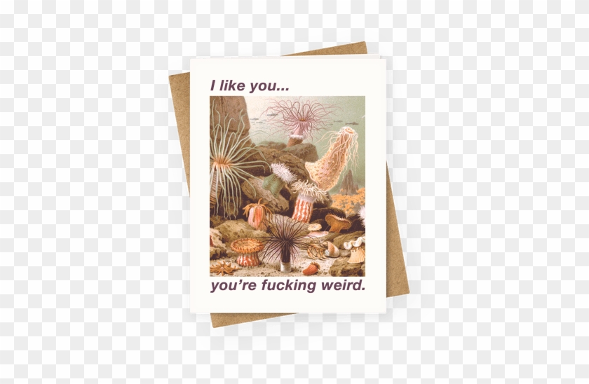 I Like You You're F***ing Weird Greeting Card - Vintage Sea Anemones Square Car Magnet 3" X 3" #1276523