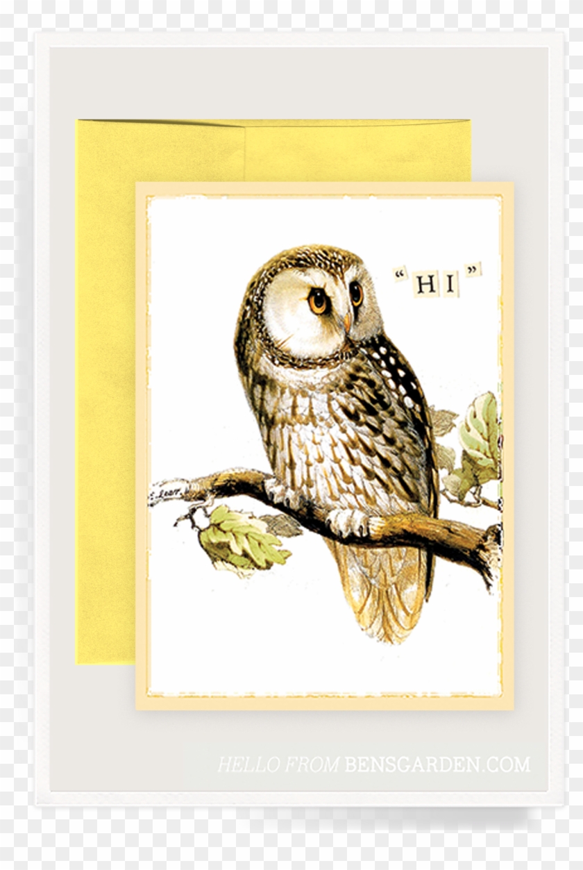 Hi Owl Folded Greeting Card - Giclée-druck: Lear's Illustration Of Tengmalm's Owl, #1276540