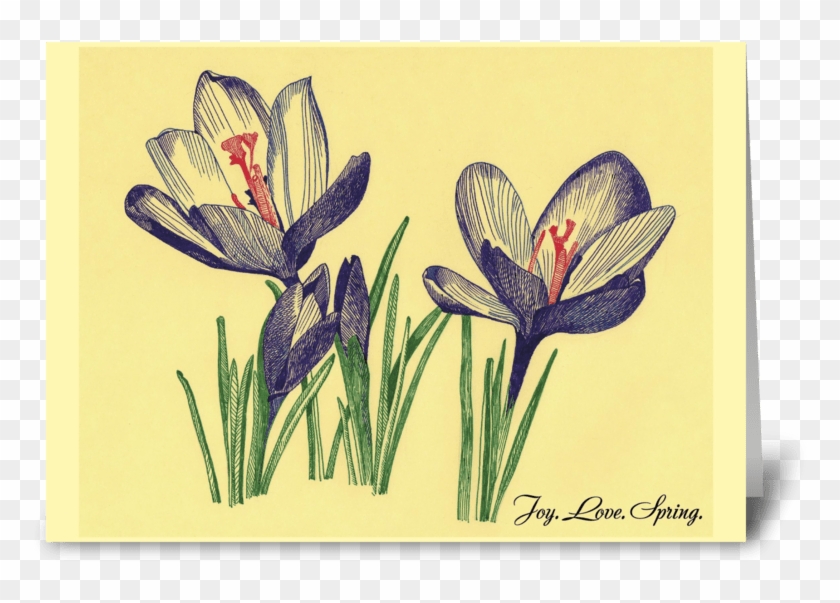 Spring Flowers Crocuses Drawing Greeting Card - Snow Crocus #1276640