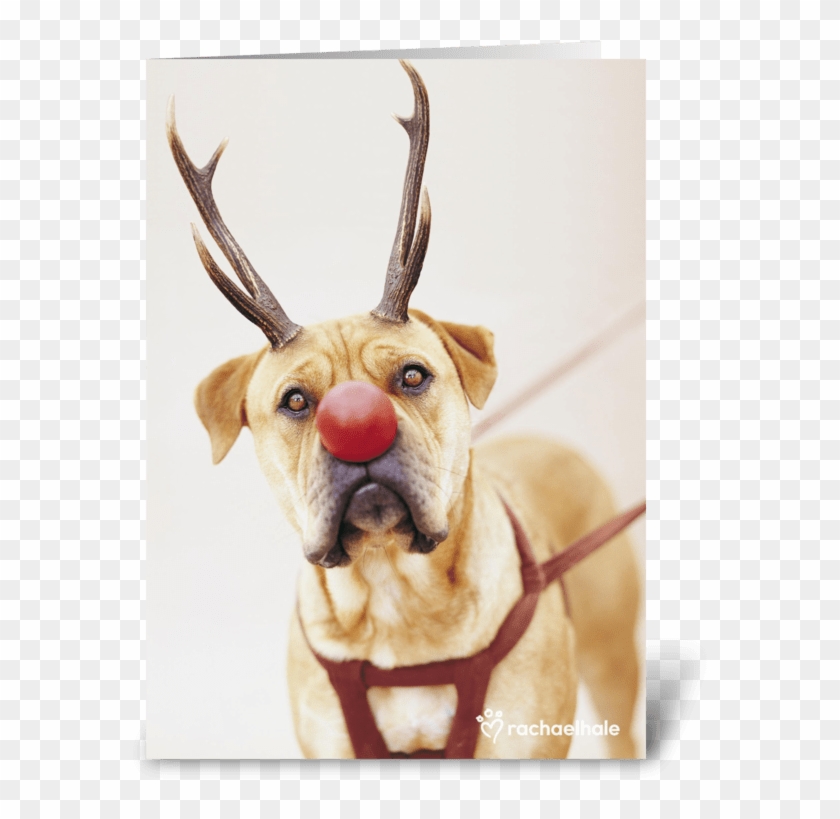 A Red Nose Will Get You Everywhere Greeting Card - Greeting Card #1276659