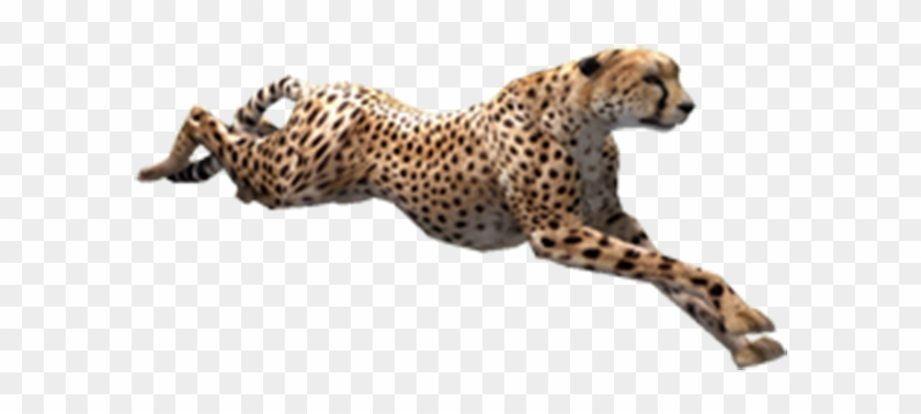 Cheetah Bulk Png Images - Cheetah #1277489