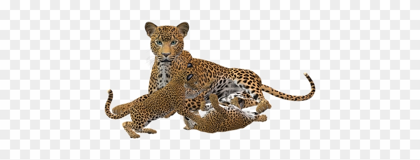 Cheetah, Big Cat, Predator, Wild Animal - Cheetah Cub Png #1277491