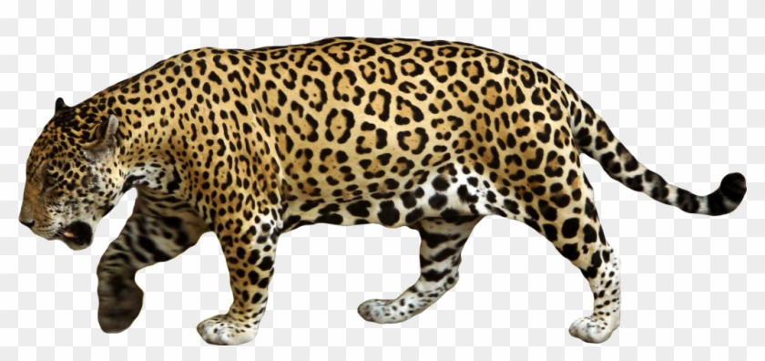 Jaguar Png - Jaguar Animal #1277493