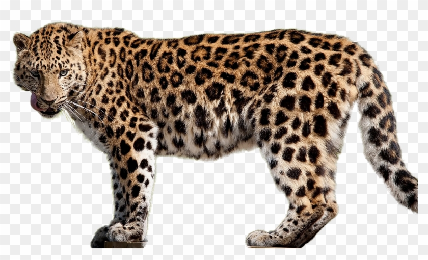 Jaguar Png #1277497