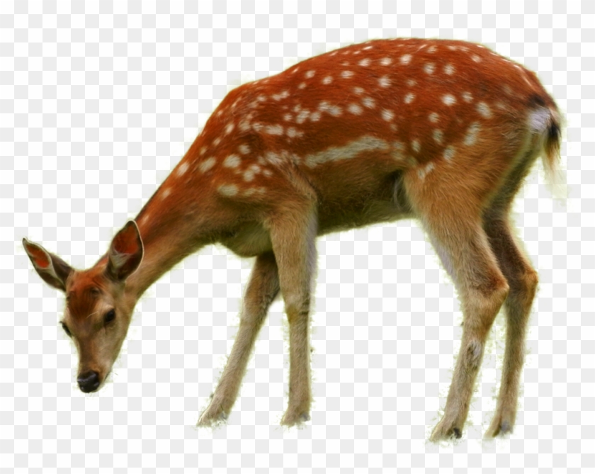 Bambi - Imagenes De Animales Png #1277505