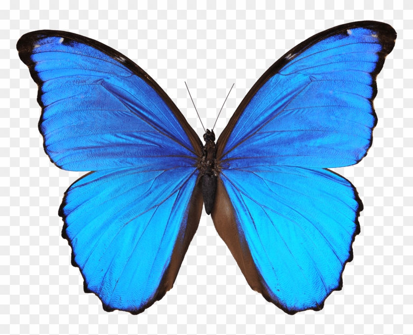 Transparent Butterfly Sticker #1278403