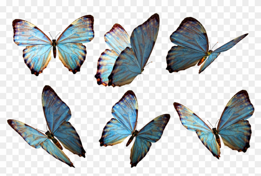 Photoshop Clipart Beautiful Butterfly - Butterflies Png #1279102