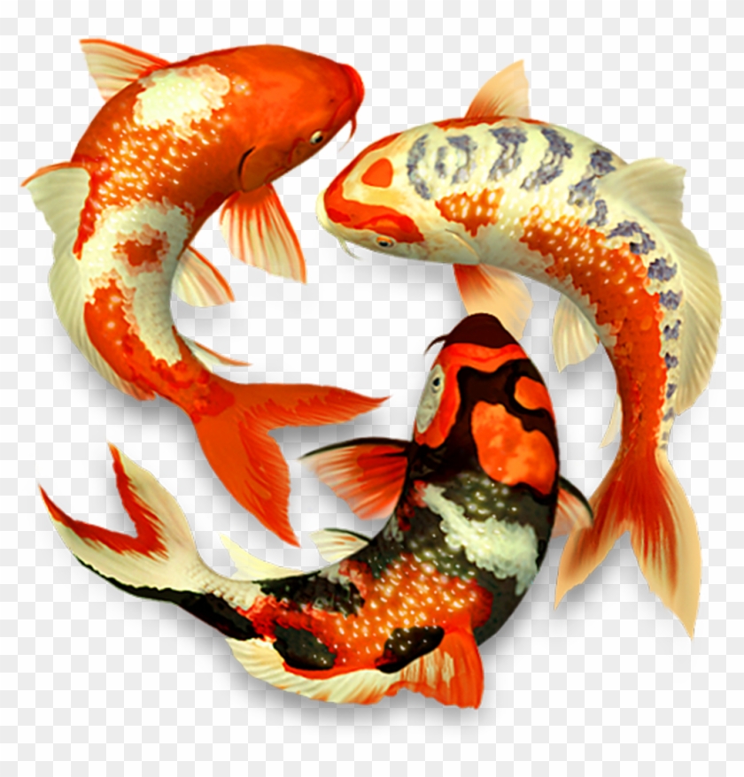 Transparent Koi Fish Png #1279268