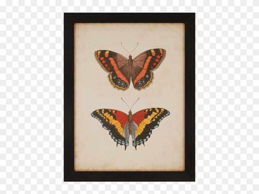 Antique Butterfly Iv - Paragon Antique Butterfly Iv By Anonymous Framed Graphic #1279353