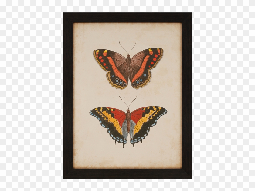 Antique Butterfly Iv - Paragon Antique Butterfly Iv By Anonymous Framed Graphic #1279353