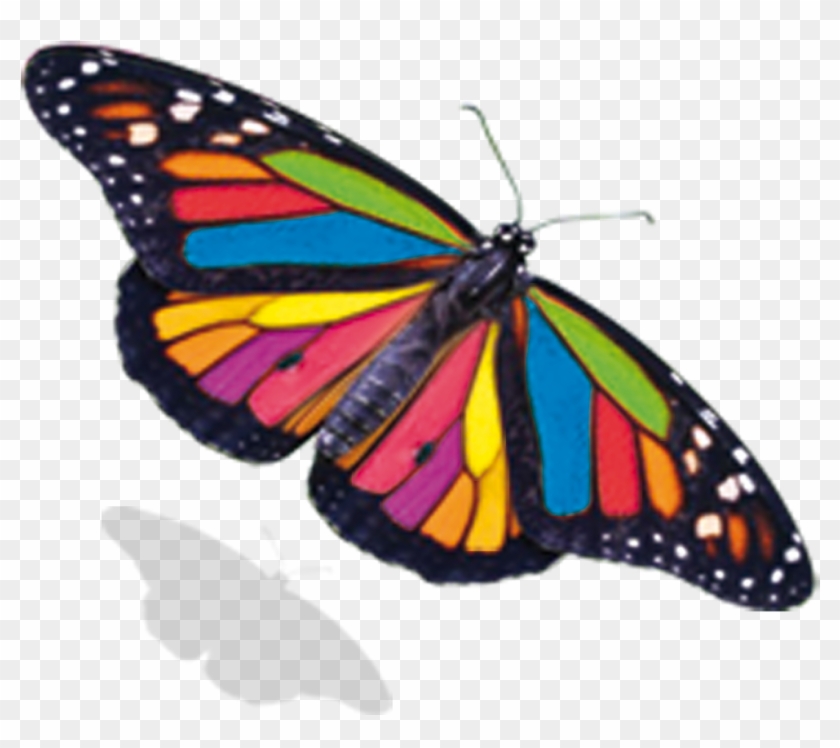 Limprimerie - Monarch Butterfly #1279481