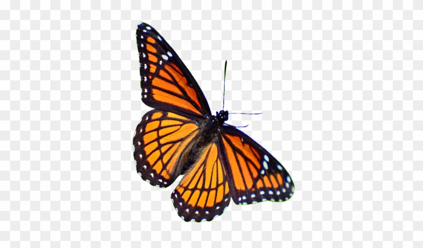 A - Monarch Butterfly #1279515