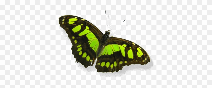 Bio Seide * Wildseide * Ahimsa Seide * Naturseide * - Malachite Butterfly #1279528